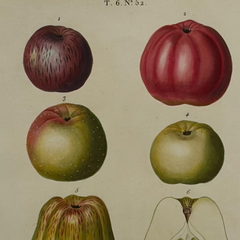 Early 19th Century French Hand-Colored Botanical Fruit Engraving, French