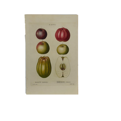 Early 19th Century French Hand-Colored Botanical Fruit Engraving, French