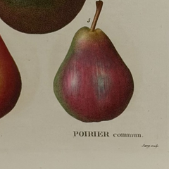 Early 19th Century French Hand-Colored Botanical Fruit Engraving, French