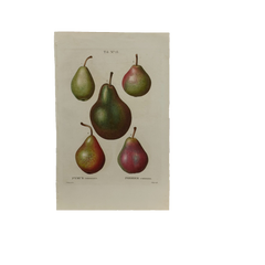 Early 19th Century French Hand-Colored Botanical Fruit Engraving, French