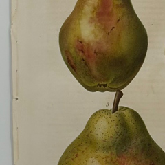 Early 19th Century French Hand-Colored Botanical Fruit Engraving, French