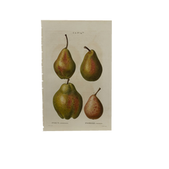 Early 19th Century French Hand-Colored Botanical Fruit Engraving, French