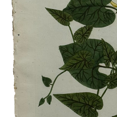 18th Century German Hand-Colored Botanical Flower Print, 1737–1745, Authentic