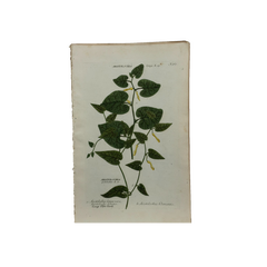 18th Century German Hand-Colored Botanical Flower Print, 1737–1745, Authentic