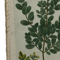 18th Century German Hand-Colored Botanical Flower Print, 1737–1745, Authentic
