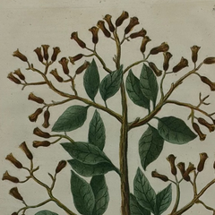 18th Century German Hand-Colored Botanical Flower Print, 1737–1745, Authentic