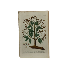 18th Century German Hand-Colored Botanical Flower Print, 1737–1745, Authentic