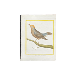 Französischer, handkolorierter Vogelstich aus dem 18. Jahrhundert, handgeschöpftes Papier, um 1770er Jahre
