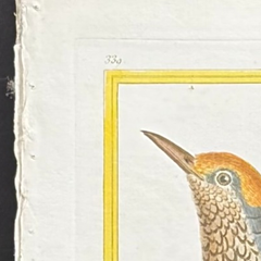 Französischer, handkolorierter Vogelstich aus dem 18. Jahrhundert, handgeschöpftes Papier, um 1770er Jahre