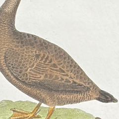 Französischer, handkolorierter Vogelstich aus dem 18. Jahrhundert, handgeschöpftes Papier, um 1770er Jahre