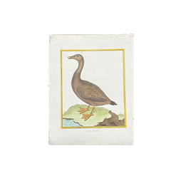 Französischer, handkolorierter Vogelstich aus dem 18. Jahrhundert, handgeschöpftes Papier, um 1770er Jahre