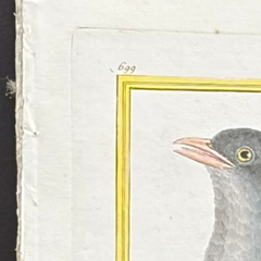 Französischer, handkolorierter Vogelstich aus dem 18. Jahrhundert, handgeschöpftes Papier, um 1770er Jahre