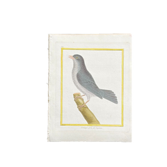 Französischer, handkolorierter Vogelstich aus dem 18. Jahrhundert, handgeschöpftes Papier, um 1770er Jahre