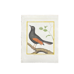 18th Century French Hand-Colored Bird Engraving, Hand Laid paper, Circa 1770s
