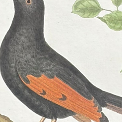 18th Century French Hand-Colored Bird Engraving, Hand Laid paper, Circa 1770s