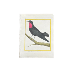 18th Century French Hand-Colored Bird Engraving, Hand Laid paper, Circa 1770s