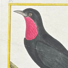 18th Century French Hand-Colored Bird Engraving, Hand Laid paper, Circa 1770s