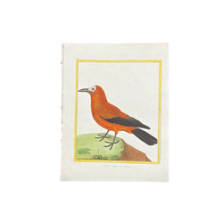 18th Century French Hand-Colored Bird Engraving, Hand Laid paper, Circa 1770s