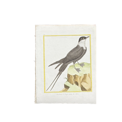 18th Century French Hand-Colored Bird Engraving, Hand Laid paper, Circa 1770s