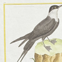 18th Century French Hand-Colored Bird Engraving, Hand Laid paper, Circa 1770s