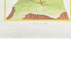 18th Century French Hand-Colored Bird Engraving, Hand Laid paper, Circa 1770s