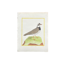 18th Century French Hand-Colored Bird Engraving, Hand Laid paper, Circa 1770s
