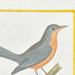 18th Century French Hand-Colored Bird Engraving, Hand Laid paper, Circa 1770s
