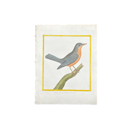 18th Century French Hand-Colored Bird Engraving, Hand Laid paper, Circa 1770s