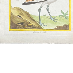 18th Century French Hand-Colored Bird Engraving, Hand Laid paper, Circa 1770s