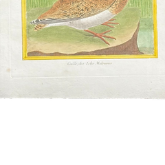 18th Century French Hand-Colored Bird Engraving, Hand Laid paper, Circa 1770s