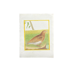 18th Century French Hand-Colored Bird Engraving, Hand Laid paper, Circa 1770s