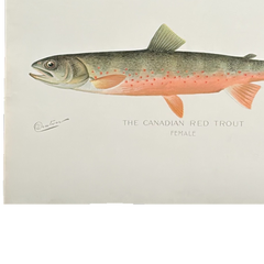 Truite rouge canadienne de Denton, gravure de poisson colorée à la main