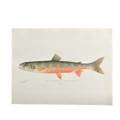Truite rouge canadienne de Denton, gravure de poisson colorée à la main