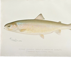 Denton Female Sunapee Trout / American Saibling, Fish Hand-Colored Engraving