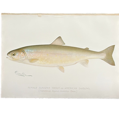 Denton Female Sunapee Trout / American Saibling, Fish Hand-Colored Engraving