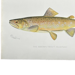 Truite brune de Denton, gravure de poisson colorée à la main