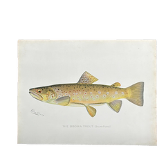 Truite brune de Denton, gravure de poisson colorée à la main