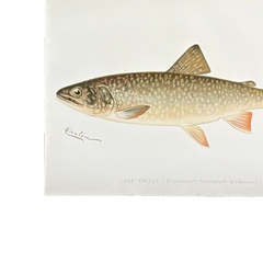 Truite du lac Denton, gravure de poisson coloriée à la main
