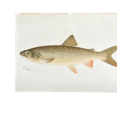 Truite du lac Denton, gravure de poisson coloriée à la main