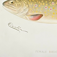 Truite de ruisseau femelle de Denton, gravure de poisson colorée à la main