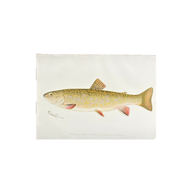 Truite de ruisseau femelle de Denton, gravure de poisson colorée à la main
