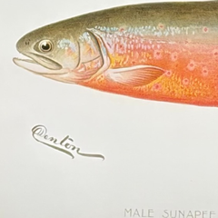 Denton Male Sunapee Trout / American Saibling, Fish Hand-Colored Engraving