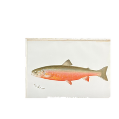 Denton Male Sunapee Trout / American Saibling, Fish Hand-Colored Engraving