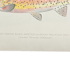 Denton Rocky Mountain Trout, Fish Hand-Colored Engraving