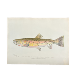 Denton Rocky Mountain Trout, Fish Hand-Colored Engraving