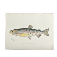 Truite de Denton Tahoe, gravure de poisson coloriée à la main