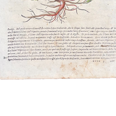 1568 Italian Renaissance Hand-Colored Botanical Woodcut, Medicinal Plants