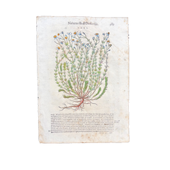 1568 Italian Renaissance Hand-Colored Botanical Woodcut, Medicinal Plants