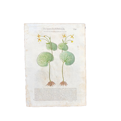 Xilografía botánica del Renacimiento italiano de 1568, coloreada a mano; plantas medicinales