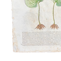 Xilografía botánica del Renacimiento italiano de 1568, coloreada a mano; plantas medicinales